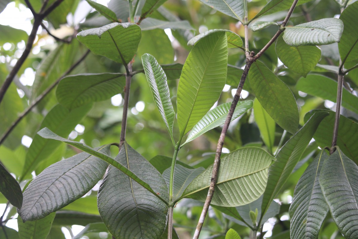 Gardenia crameri Tirveng.